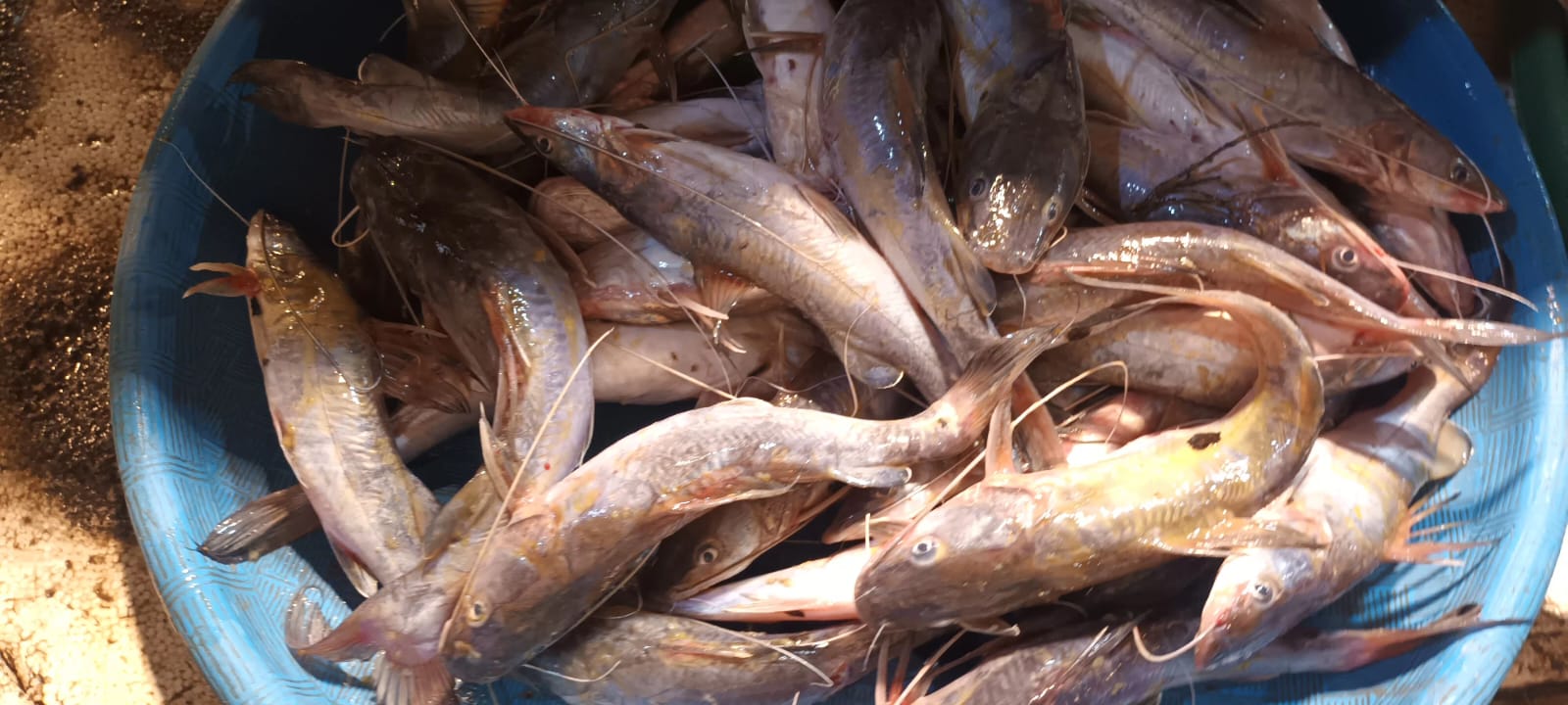Ikan Baung anak-an dijual pedagang di Pasar Kilometer 5 Palembang